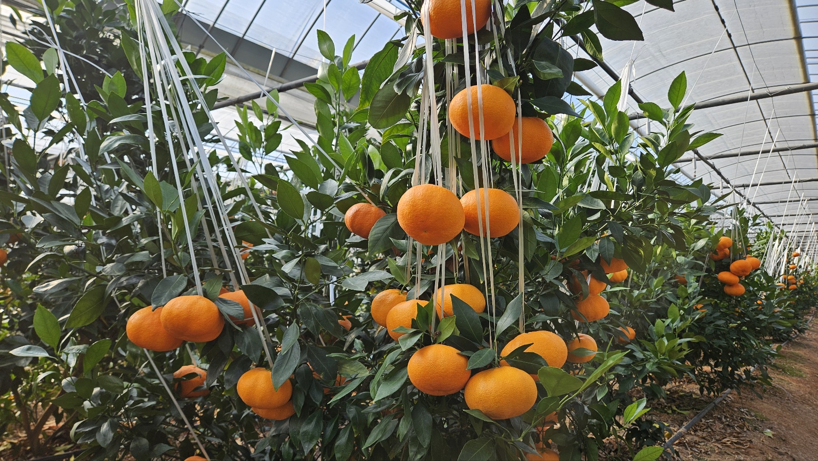 [세레스] 레드향 결실주