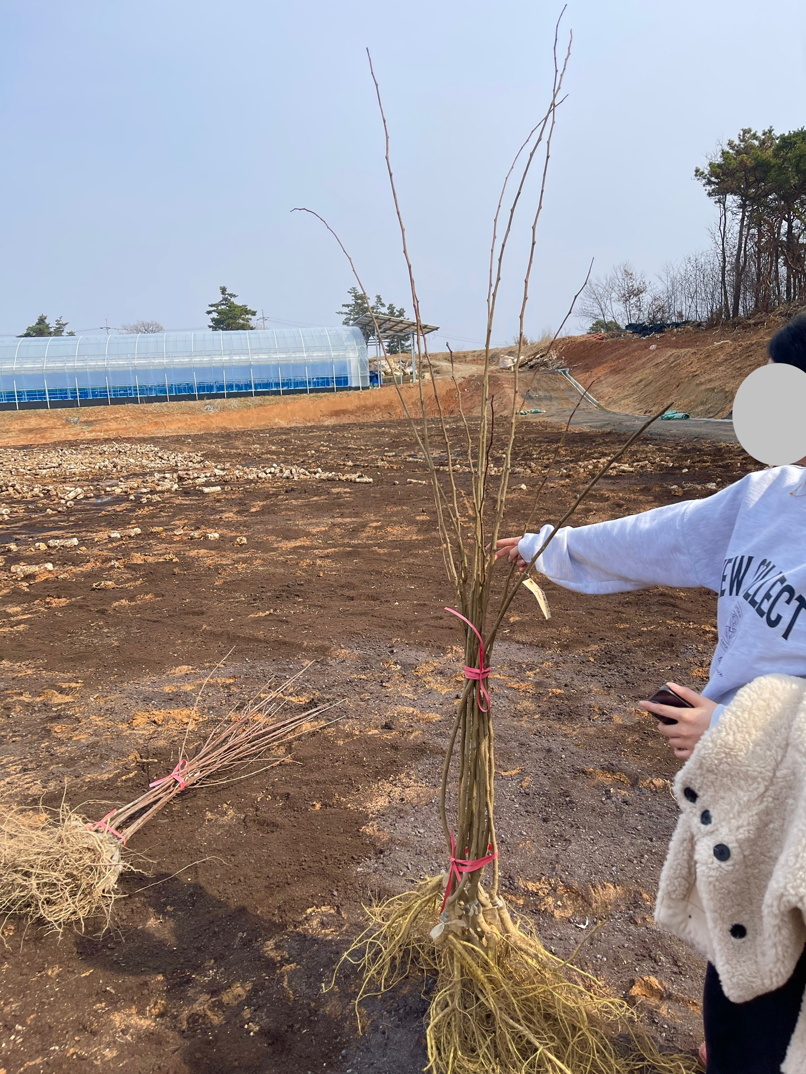 구찌뽕(구지뽕) 접목 - 상묘, R2