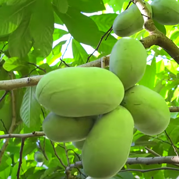 포포나무 대과종 접목묘/실생묘 (1~3년생 묘목)