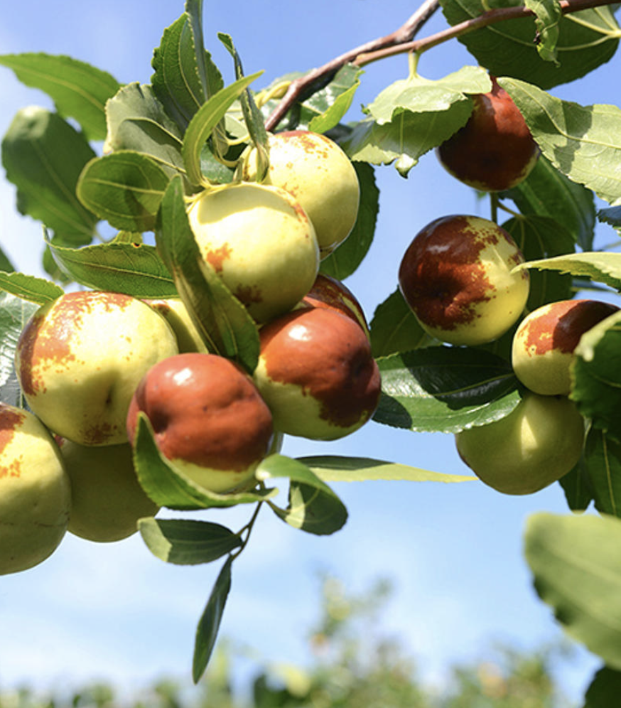 [세레스] 사과대추나무 결실주 6년생 R5