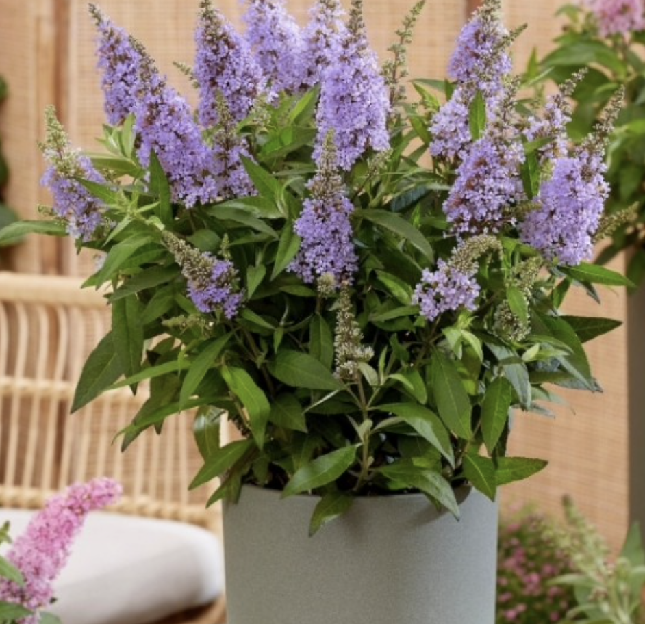 붓들레아 수입 1년생