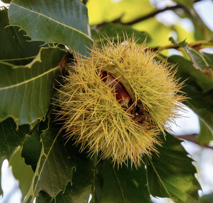 밤(포르단) -  상묘