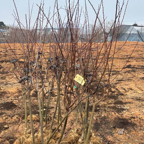 플럼코트 샤이니 R3