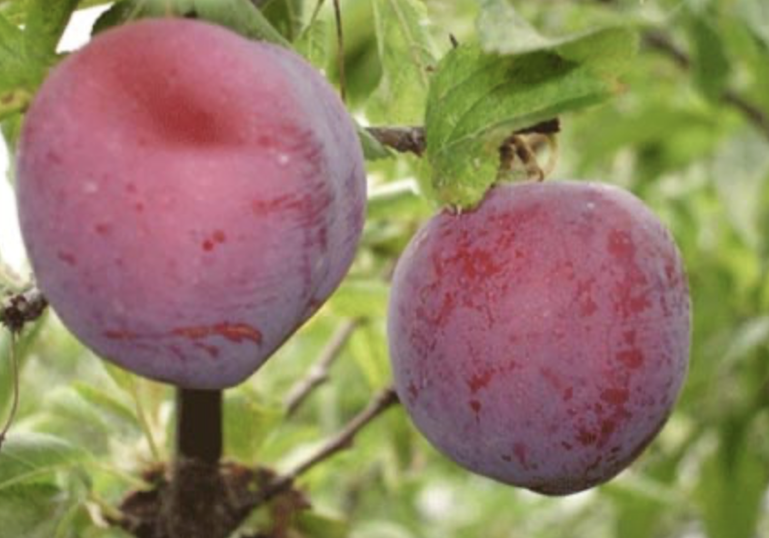 대흥포왕자두 R3