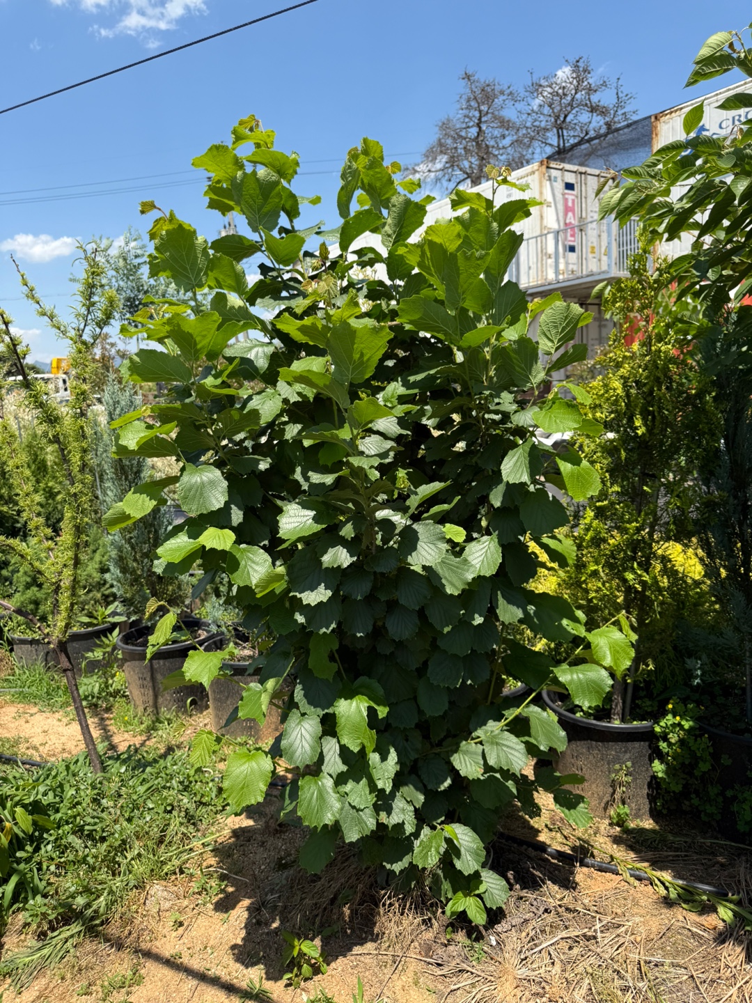 헤이즐넛나무 5년생 결실주 분묘