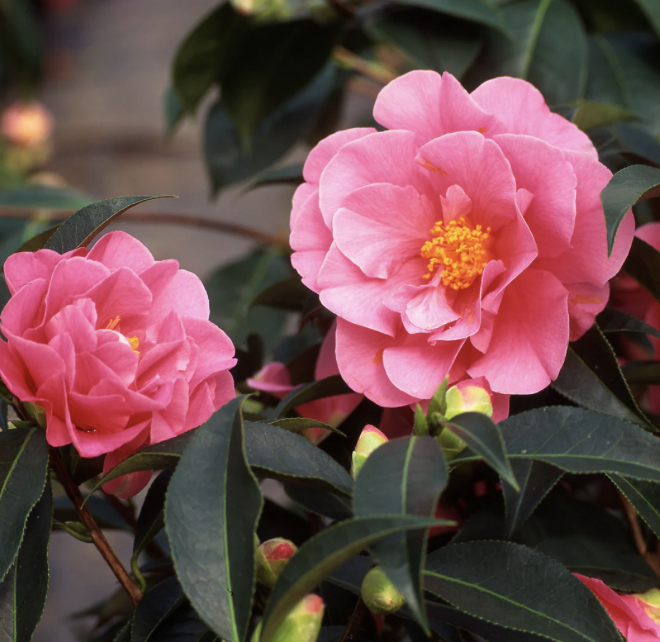 동백나무 - 서향동백