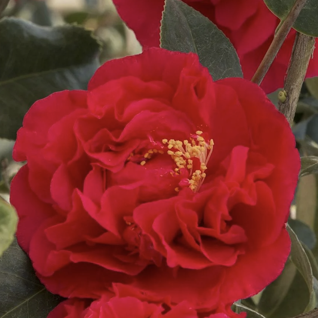 동백나무 - 크라이머수프림