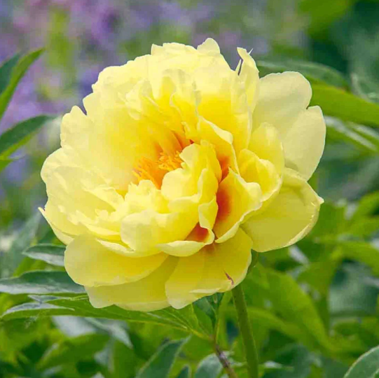 이토목단 바츠젤라 화분묘