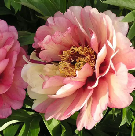 이토목단 시라리 화분묘