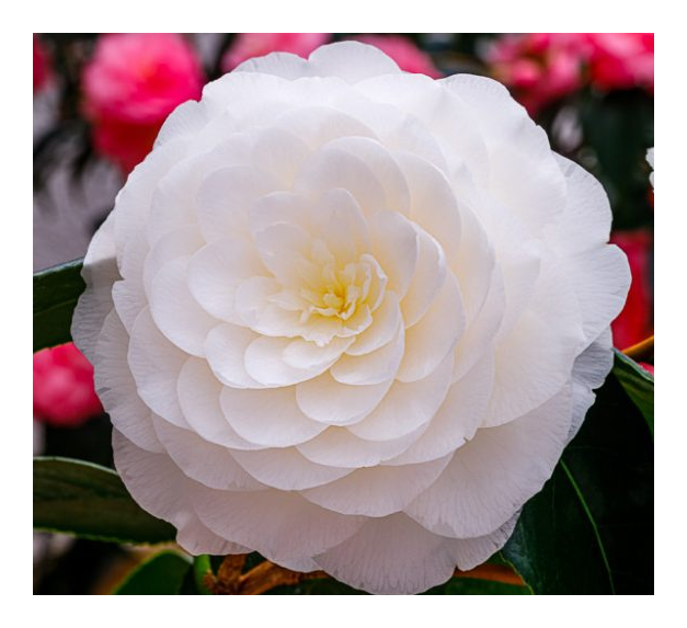 동백나무  - 흰겹동백