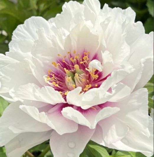 이토목단 몽환 화분묘