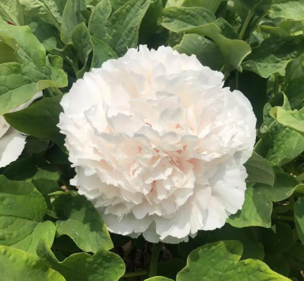 수입목단 설탑 화분묘