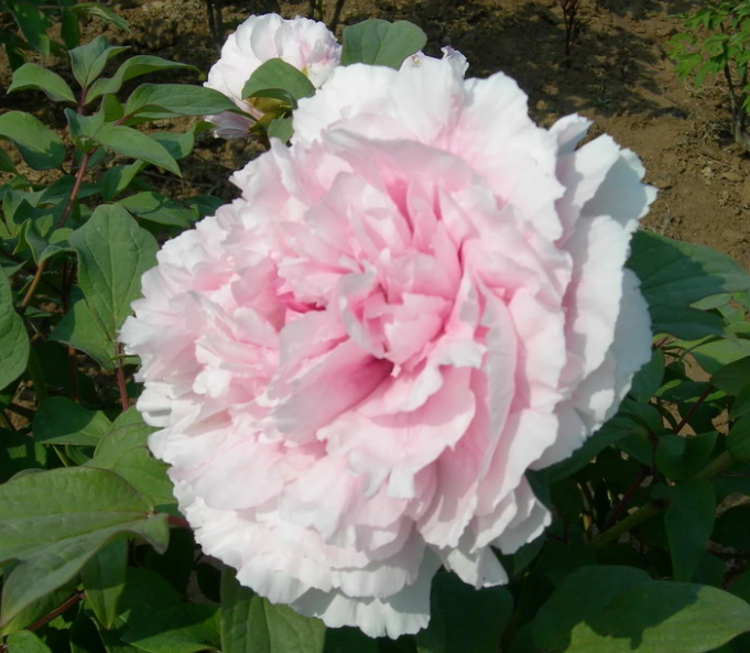 수입목단 설영도화 화분묘