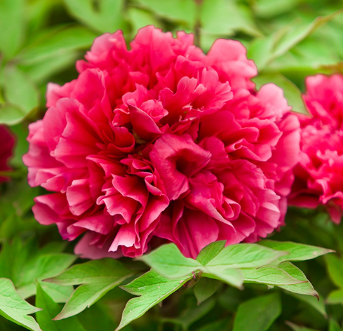 수입목단 화왕 화분묘