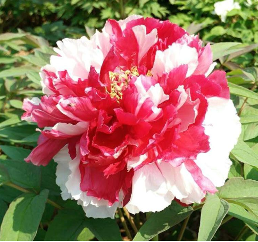 수입목단 도금 화분묘