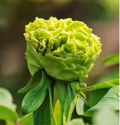 수입목단 녹무은옥 화분묘