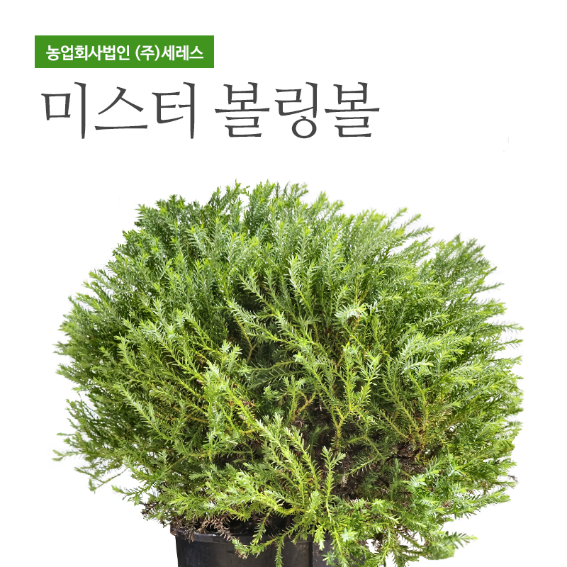미스터 볼링볼 둥근 측백