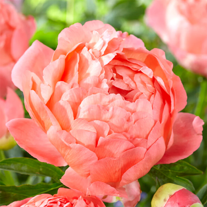 코랄 썬셋 작약 구근 숙근 2~3촉