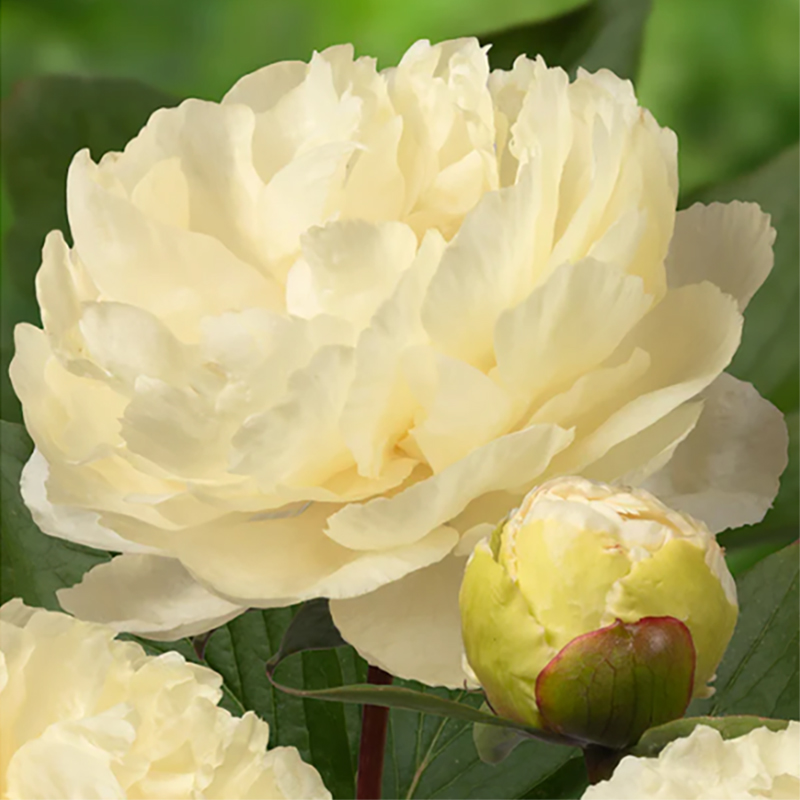 써니 걸 작약 구근 숙근 2~3촉