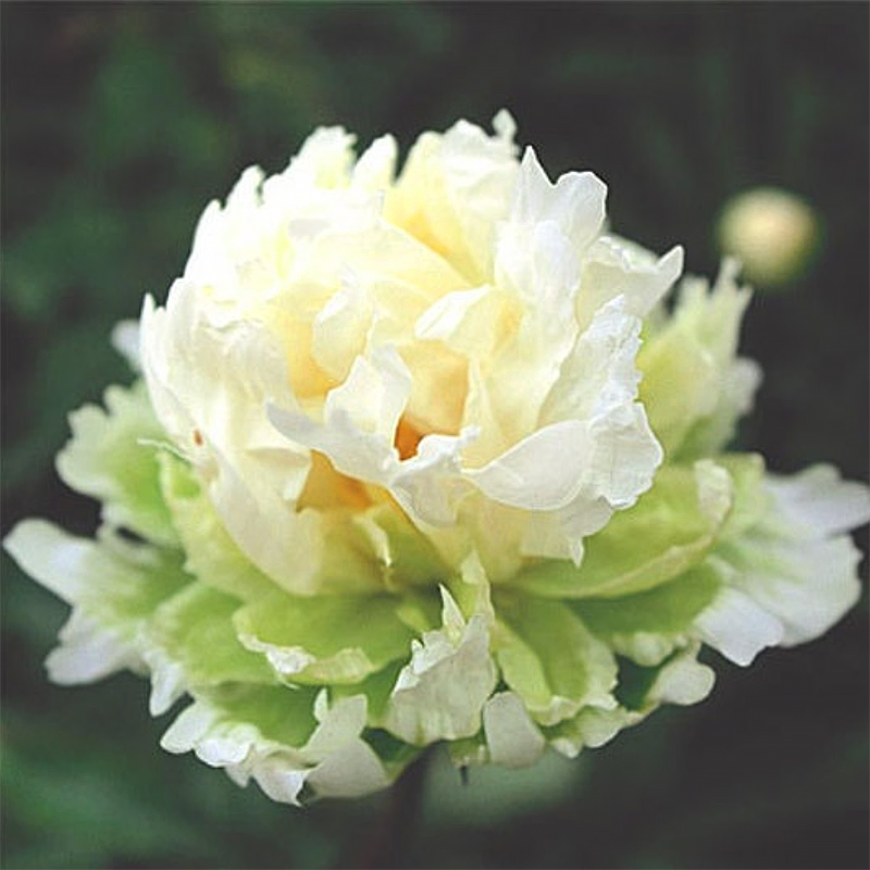 그린 할로 작약 구근 숙근 2~3촉