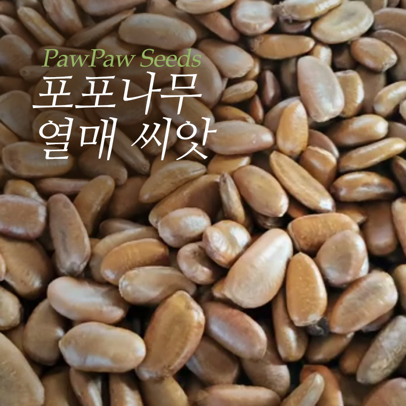 포포나무 햇 씨앗